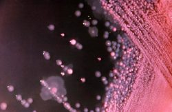 Анаэробные сообщества микроорганизмов